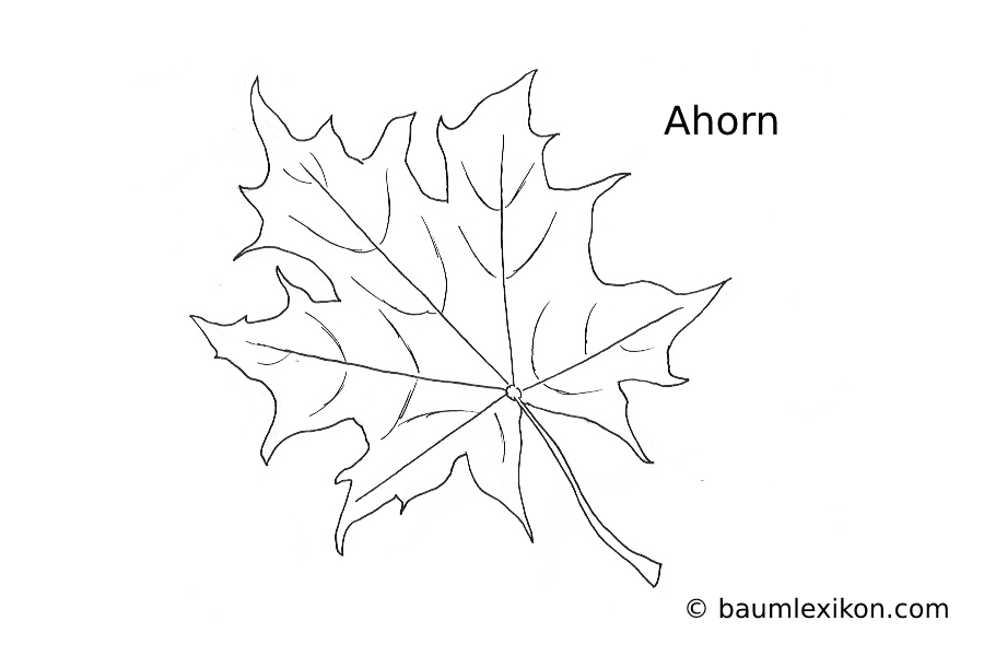 Ahorn Blatt (Zeichnung) - baumlexikon.com