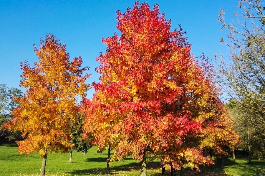 Amberbaum