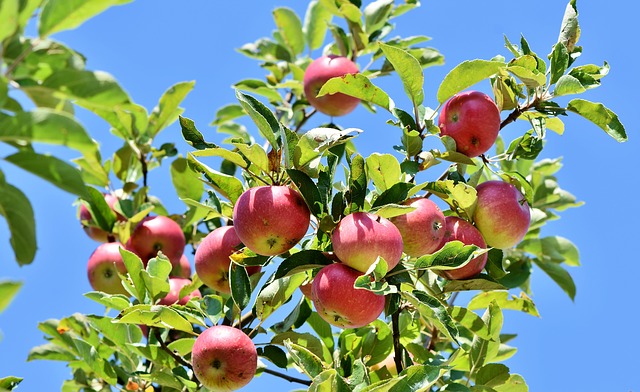 Apfelbaum - Steckbrief - Kulturapfel (Malus domestica