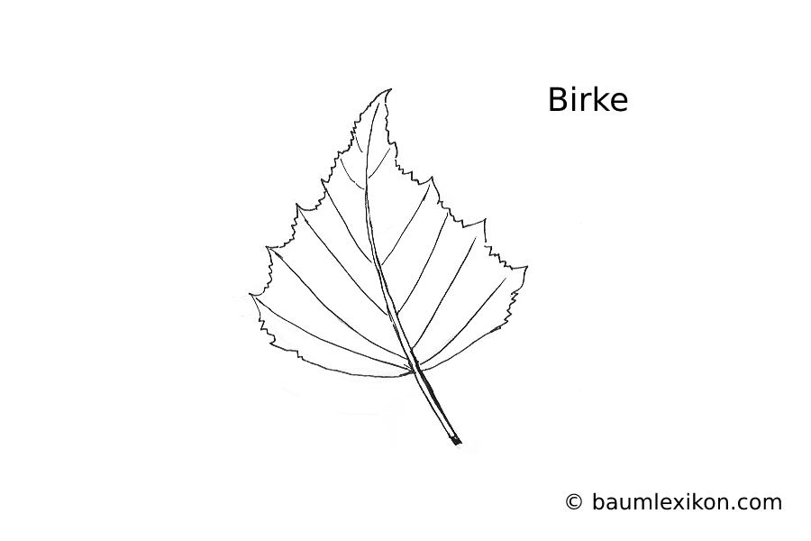 Birke Blatt (Zeichnung) - baumlexikon.com Birke Blatt (Zeichnung) - baumlexikon.com