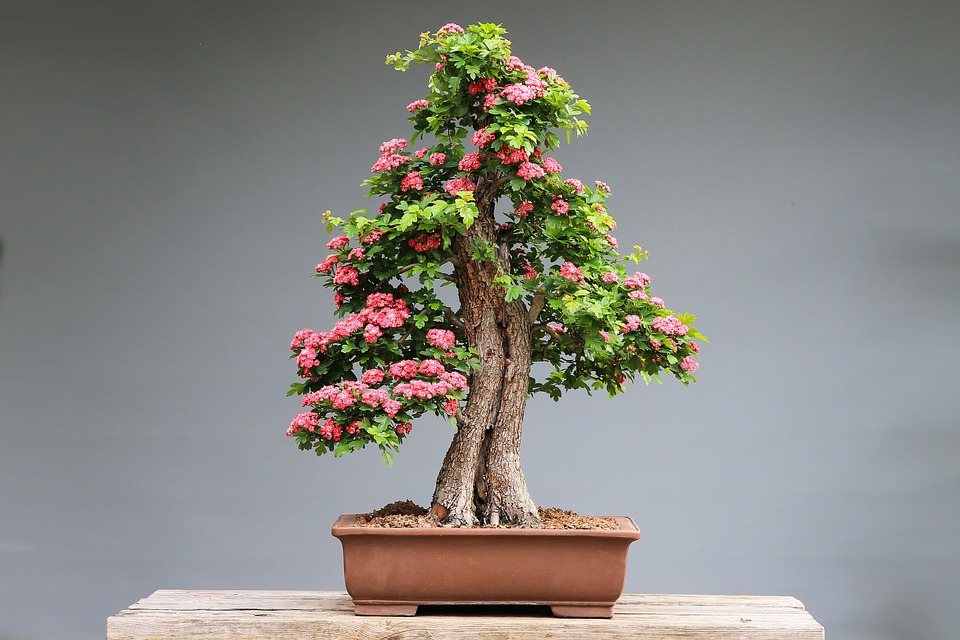 Bonsai - Japanische Baum- und Gartenkunst | Baumlexikon.com