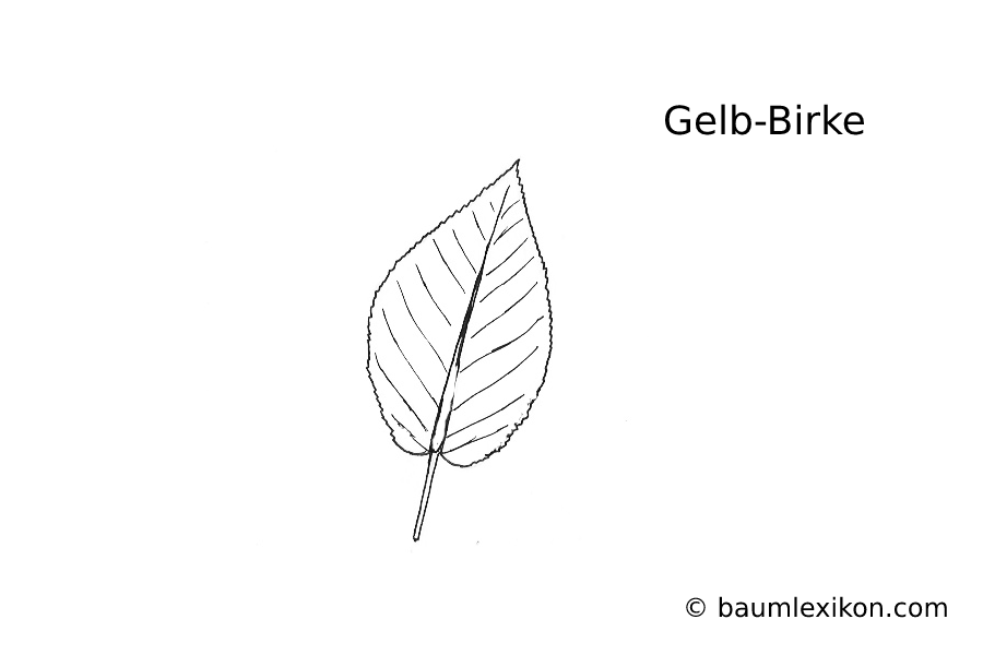Gelb-Birke Blatt (Zeichnung) - baumlexikon.com Gelb-Birke Blatt (Zeichnung) - baumlexikon.com