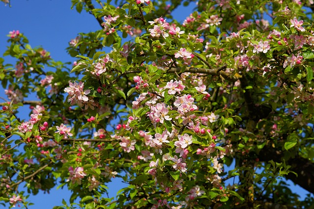 Japanischer Wildapfel