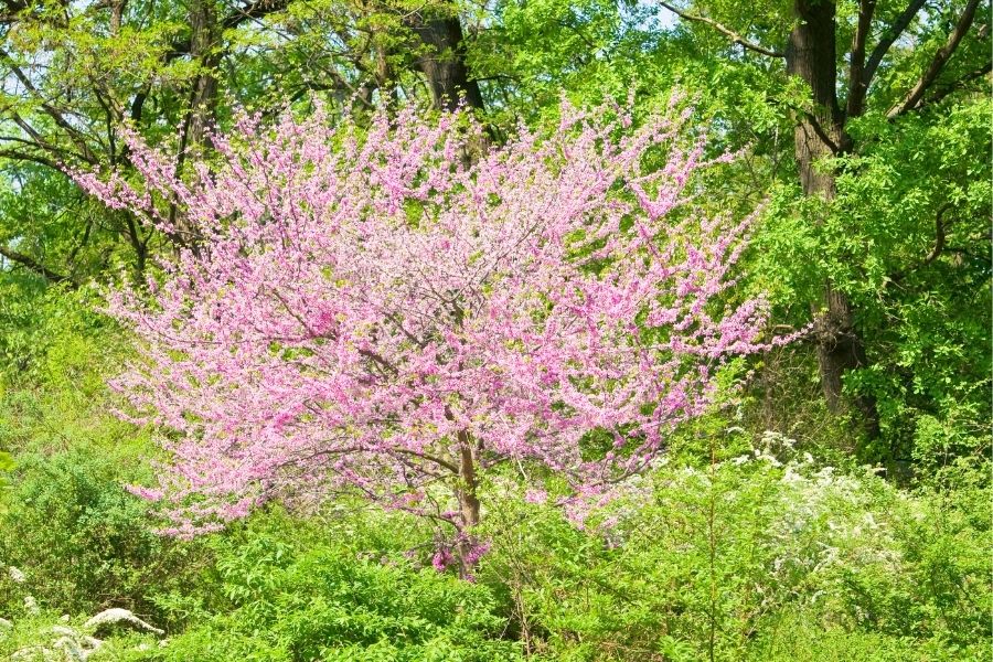 Kanadischer Judasbaum Kanadischer Judasbaum
