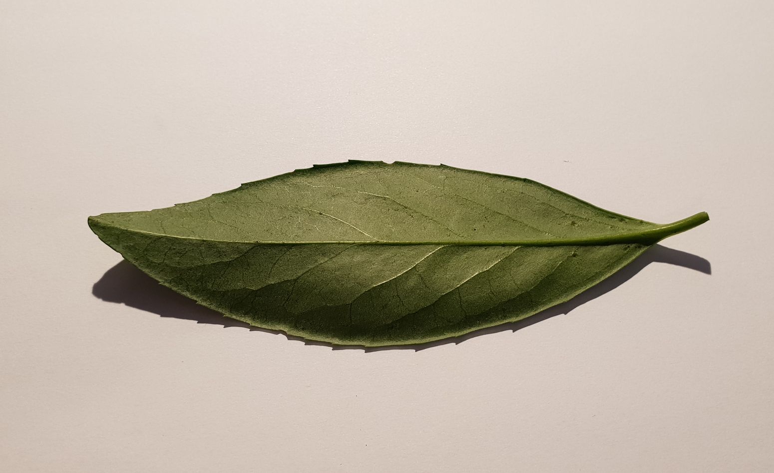 Kirschlorbeer Blatt Rückseite - baumlexikon.com Kirschlorbeer Blatt Rückseite - baumlexikon.com
