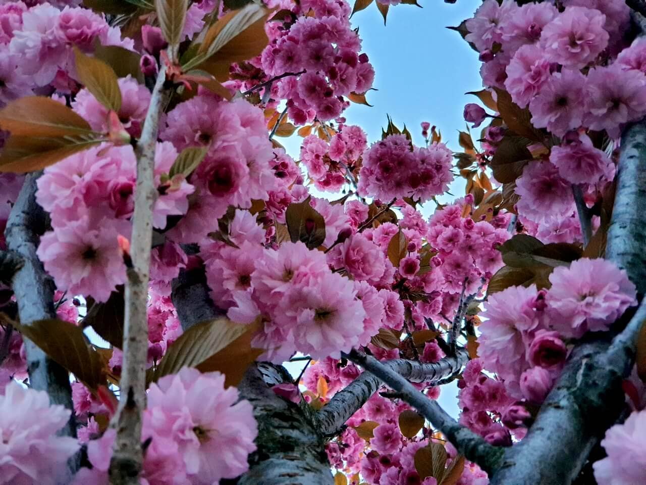 Japanische Nelkenkirsche Blüten - Rene Schröter