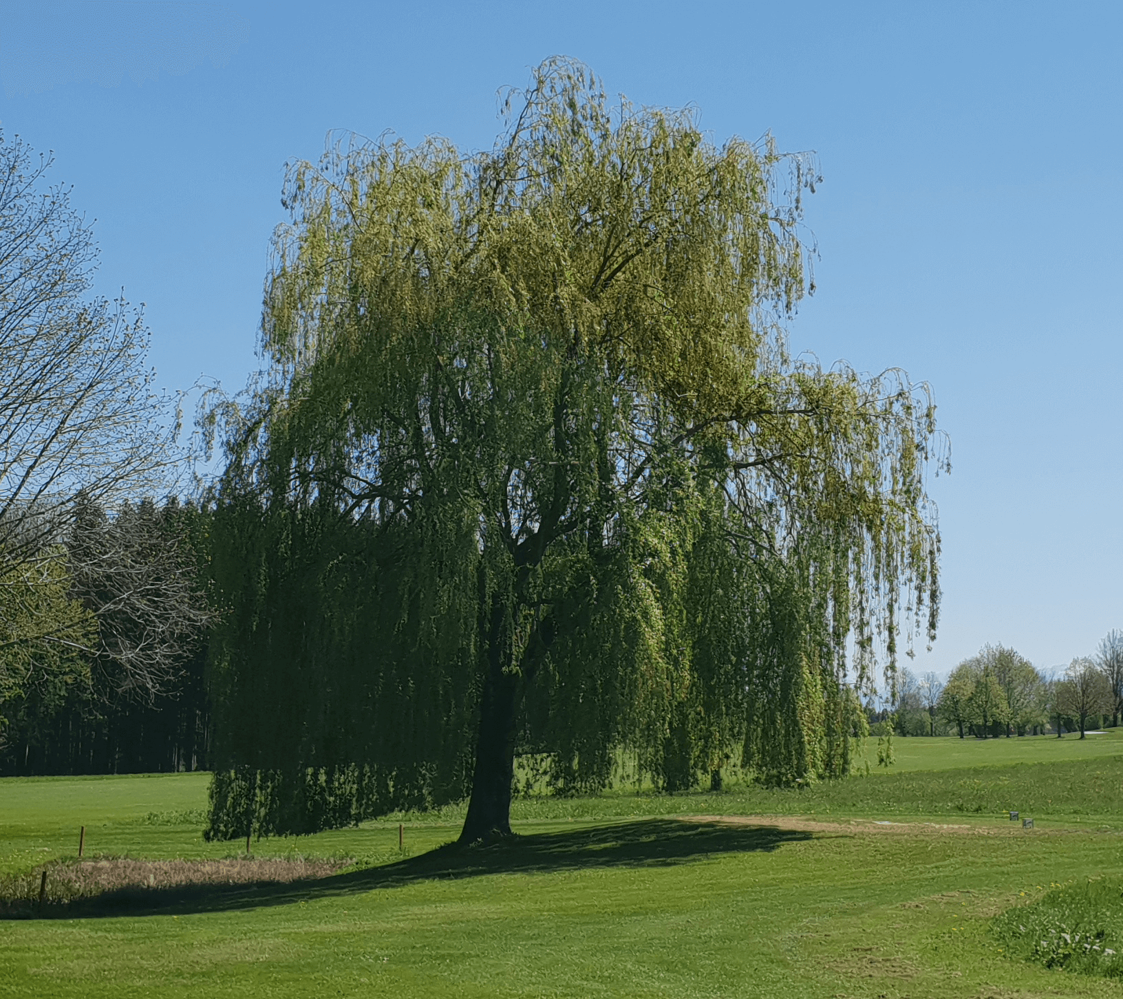 Ветлая. Ива белая (ветла) Salix Alba. Ива Salix Alba. Ива белая tristis. Ива белая Пендула.