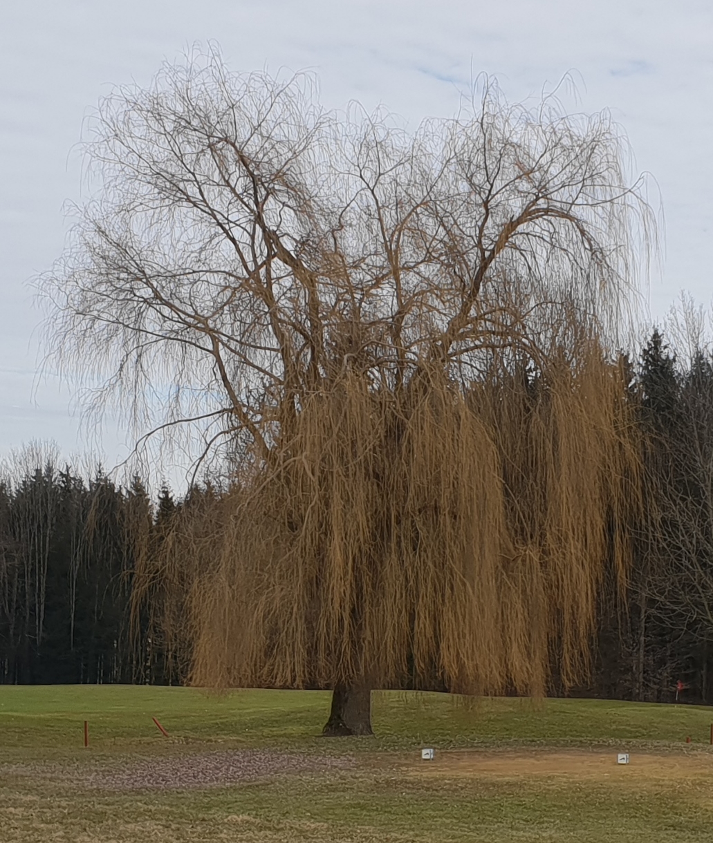 Trauerweide (Frühling) - baumlexikon.com