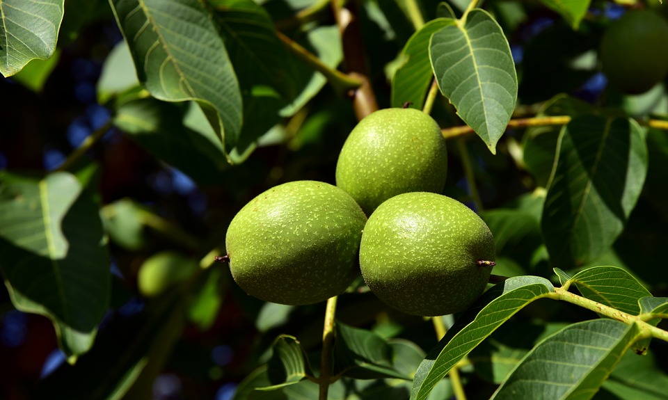 Echte Walnuss - Steckbrief - Walnussbaum (Juglans regia) | Baumlexikon.com